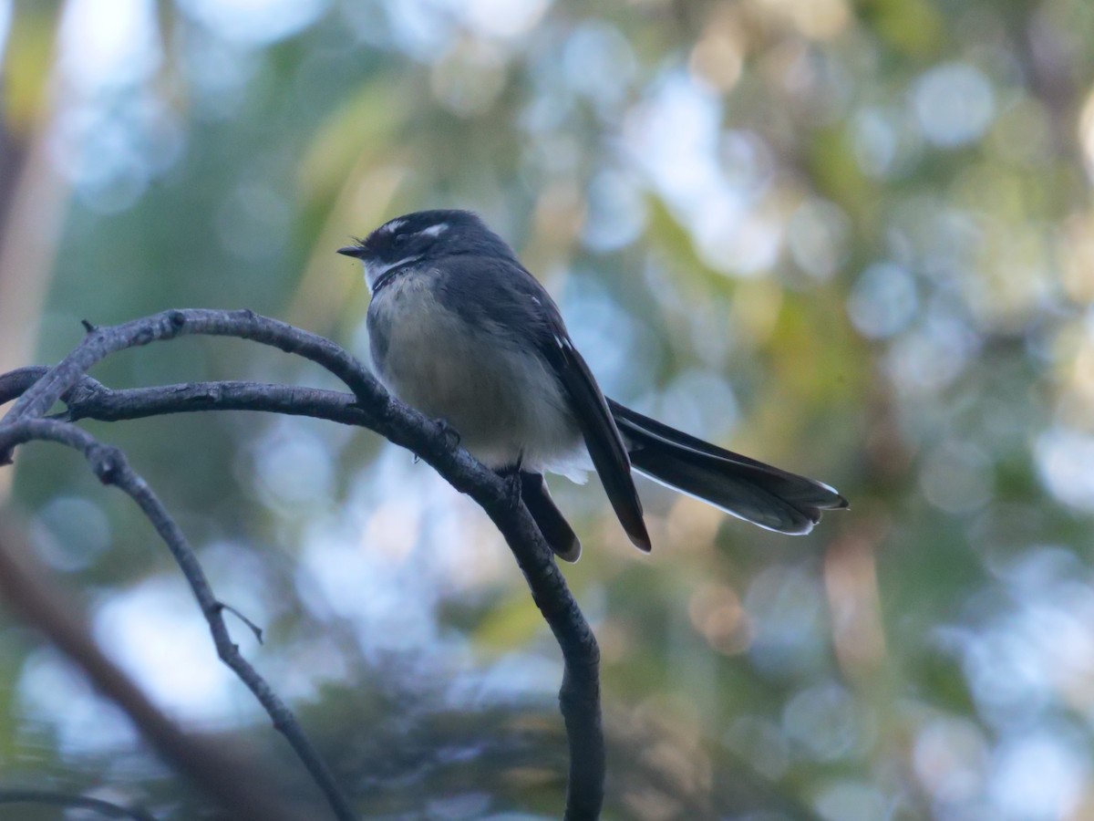 Gray Fantail - ML638975114