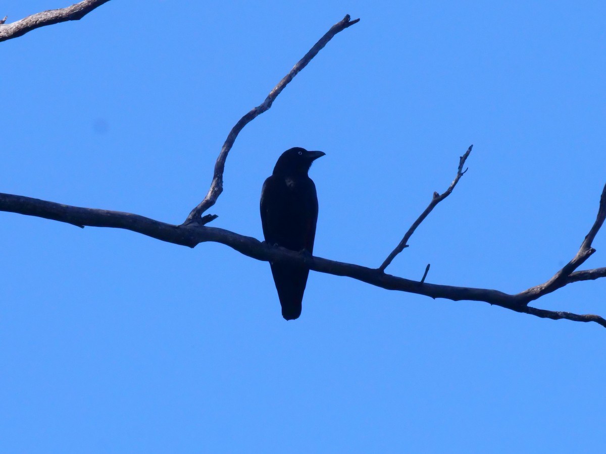 Torresian Crow - ML638975119