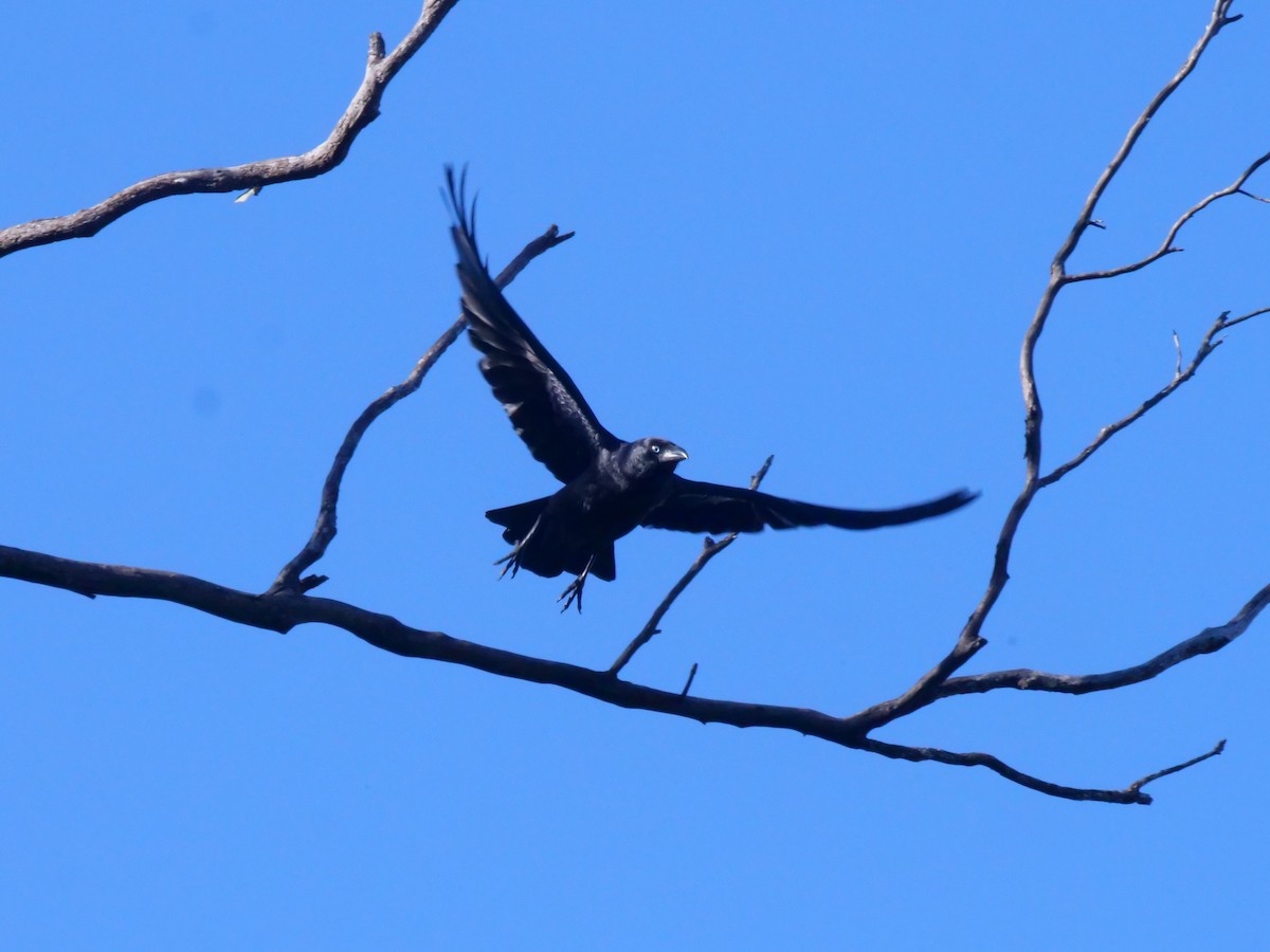 Torresian Crow - ML638975120