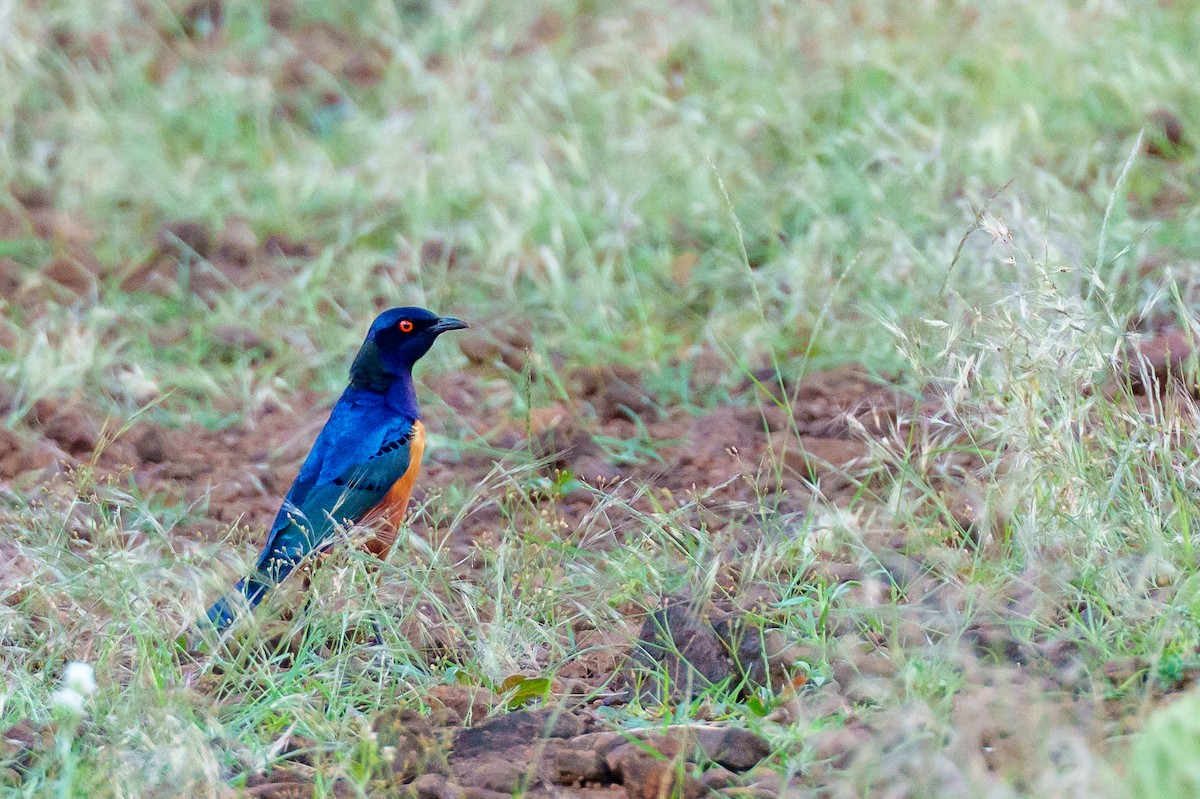 Hildebrandt's Starling - ML638975134