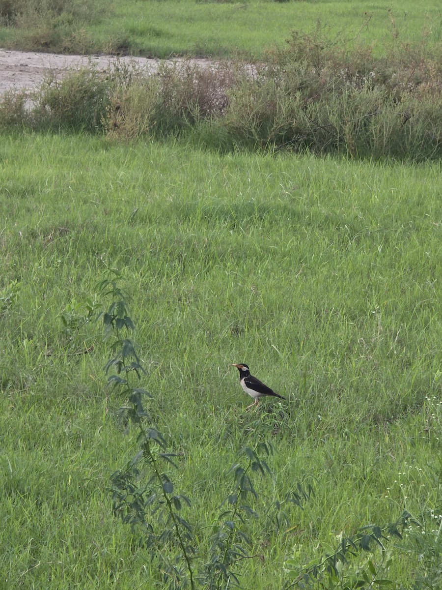印度鵲椋鳥 - ML638975136
