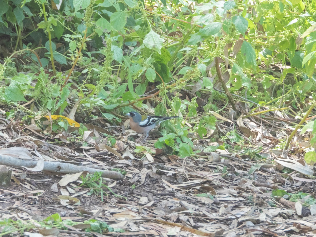 African Chaffinch (African) - ML638975163
