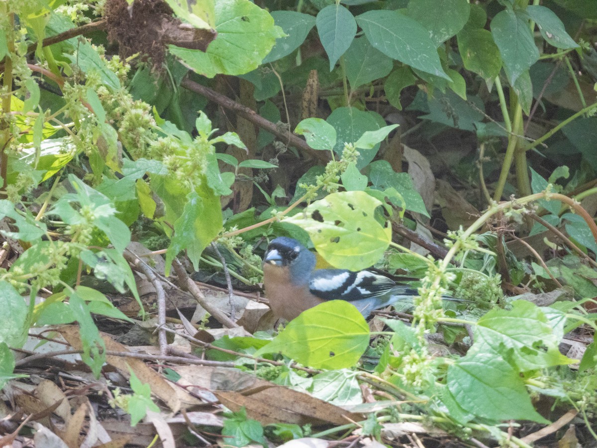 African Chaffinch (African) - ML638975164