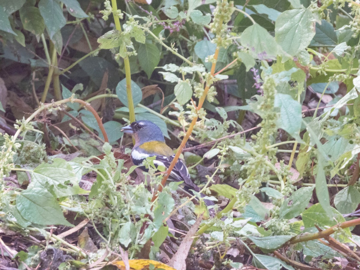 African Chaffinch (African) - ML638975165