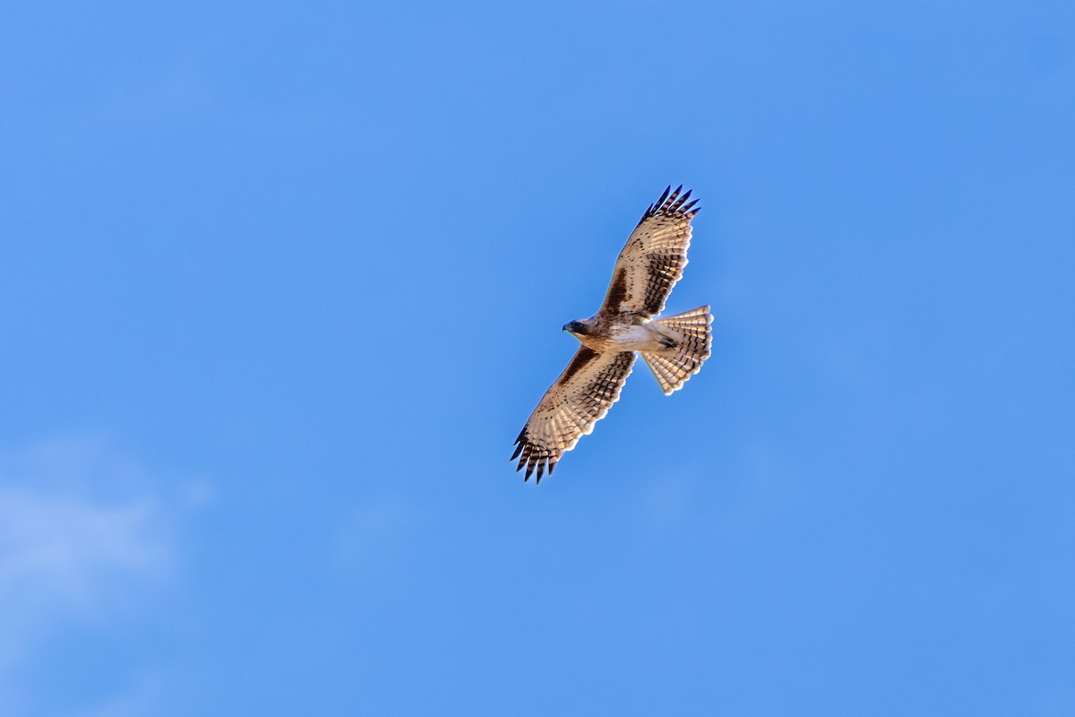 Little Eagle - ML638975208