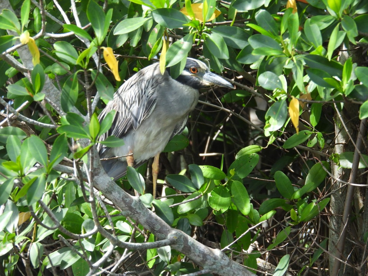 Yellow-crowned Night Heron - ML638975248