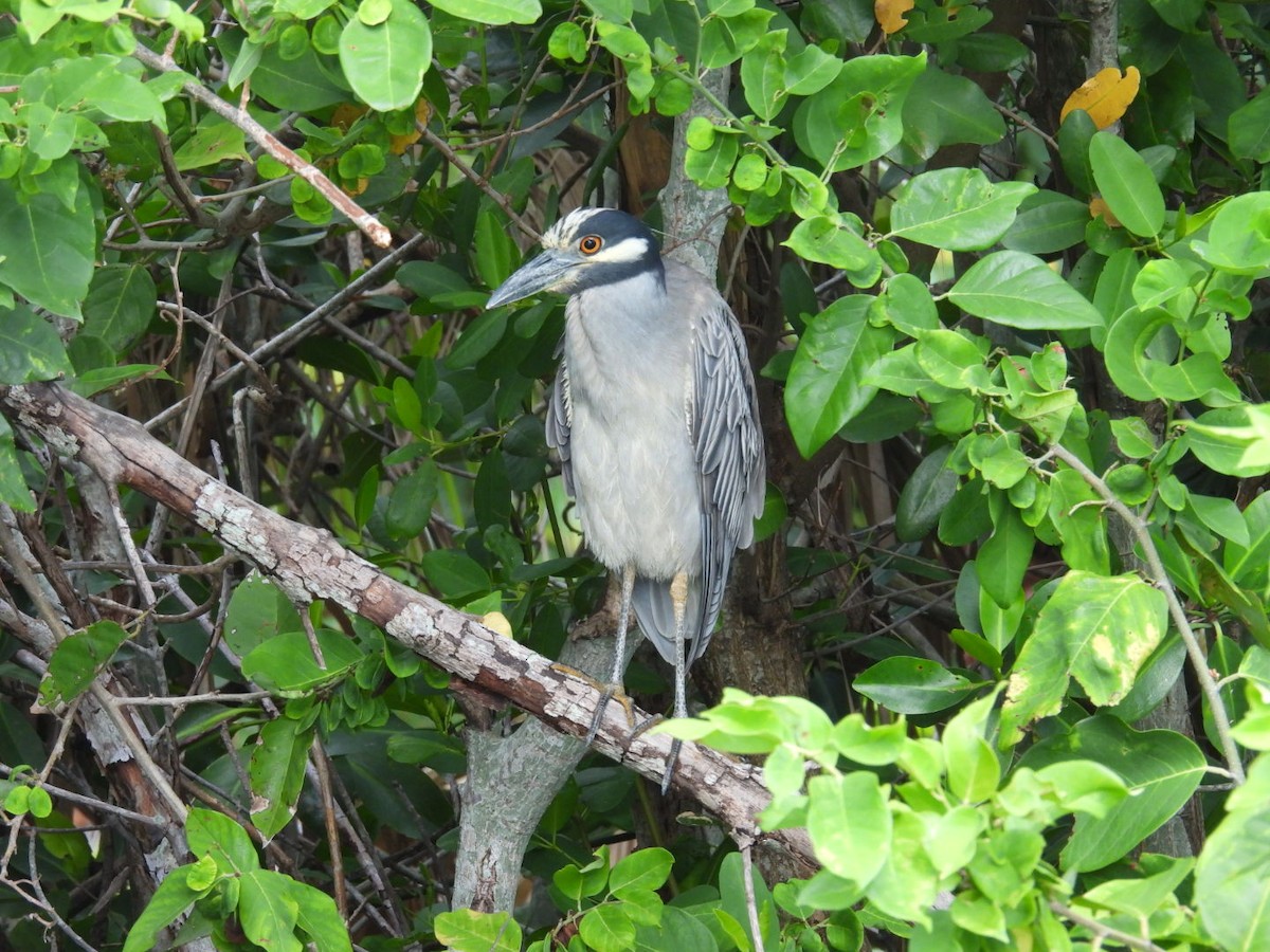 Yellow-crowned Night Heron - ML638975250