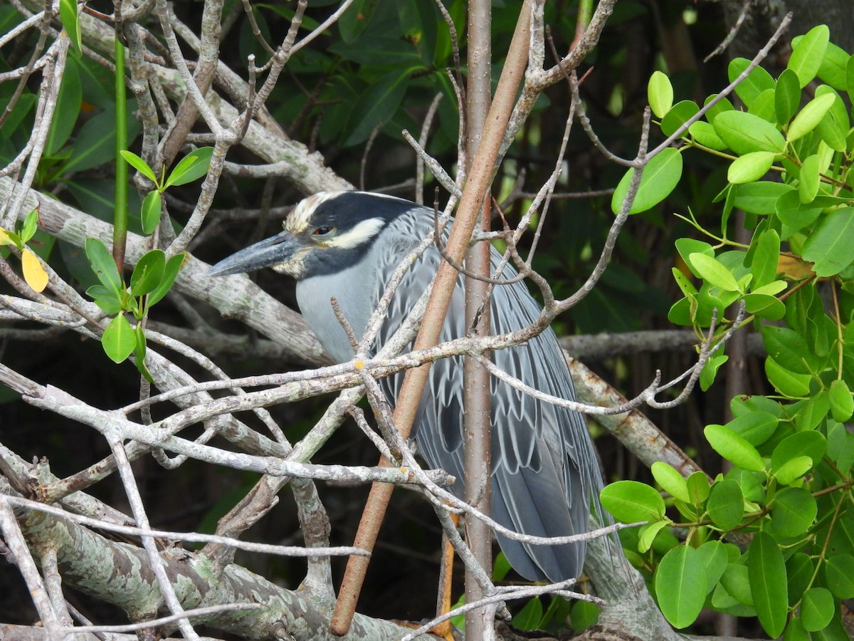 Yellow-crowned Night Heron - ML638975251