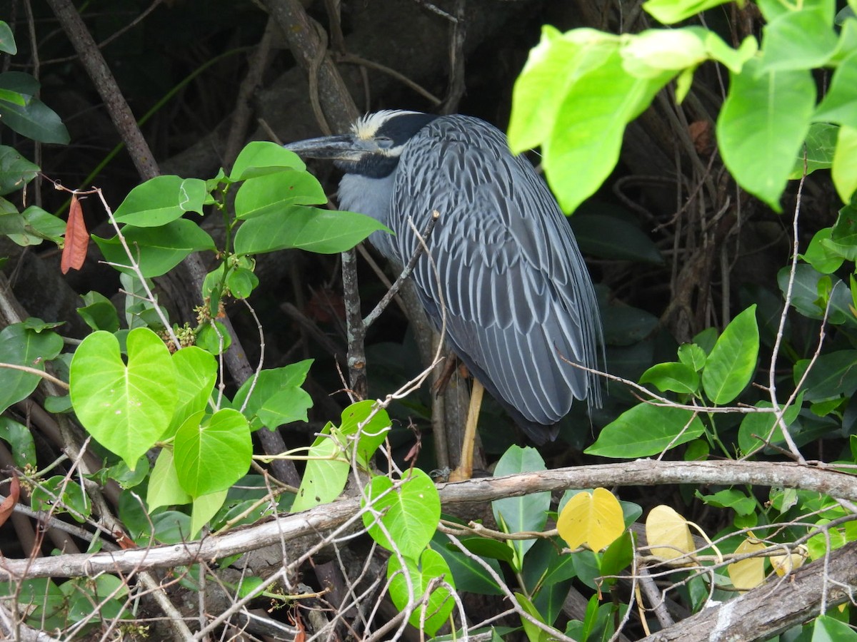 Yellow-crowned Night Heron - ML638975252