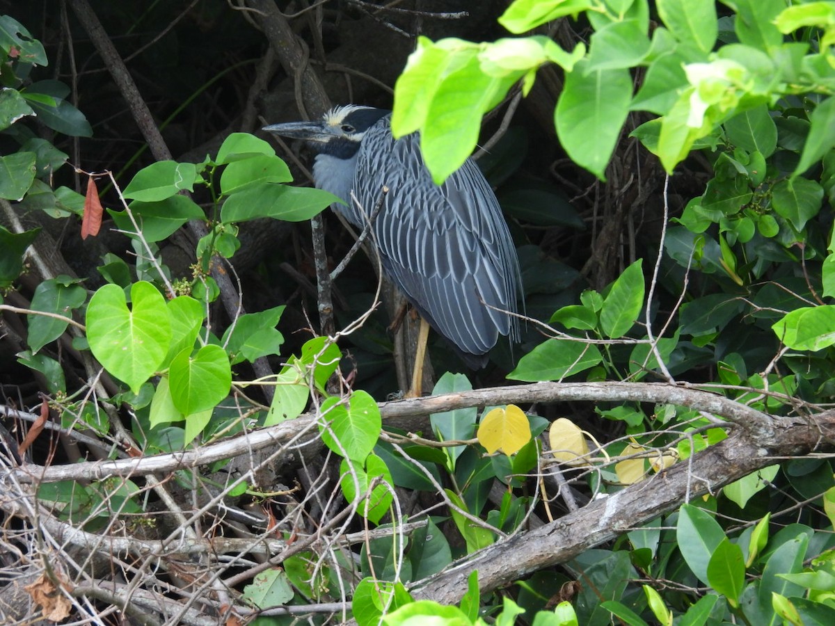 Yellow-crowned Night Heron - ML638975253