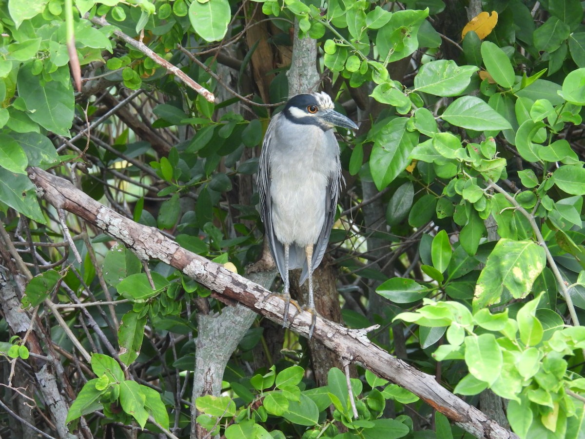 Yellow-crowned Night Heron - ML638975254