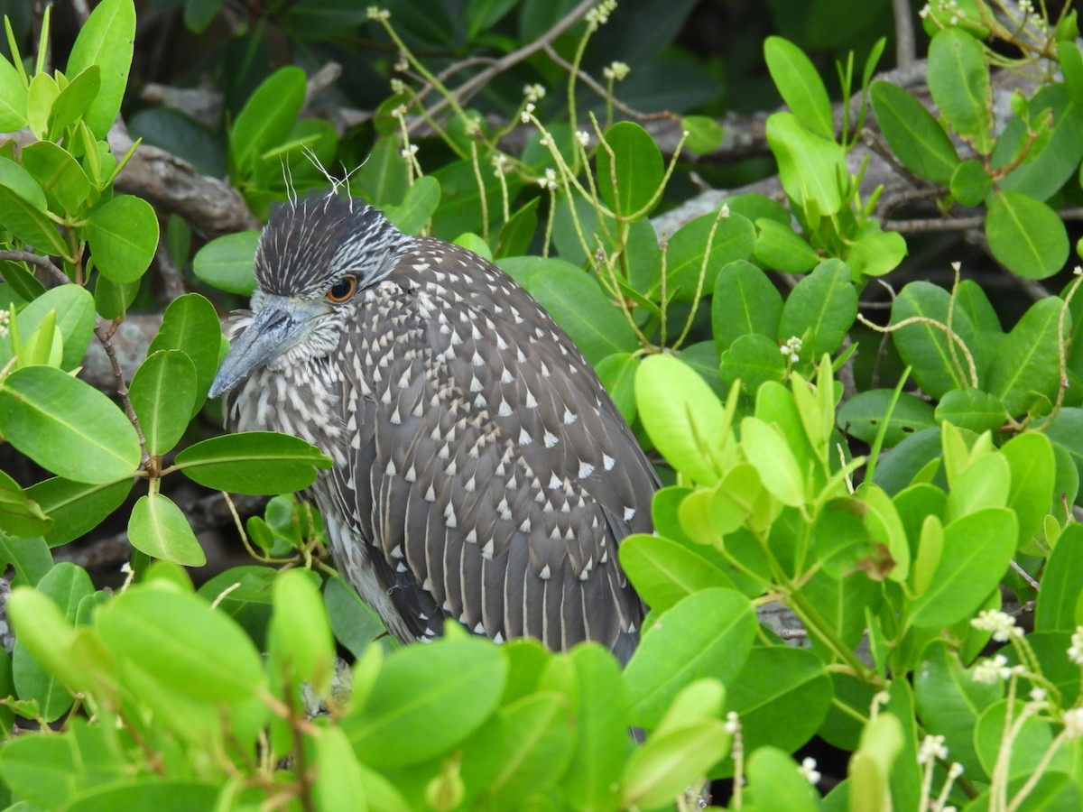 Yellow-crowned Night Heron - ML638975255