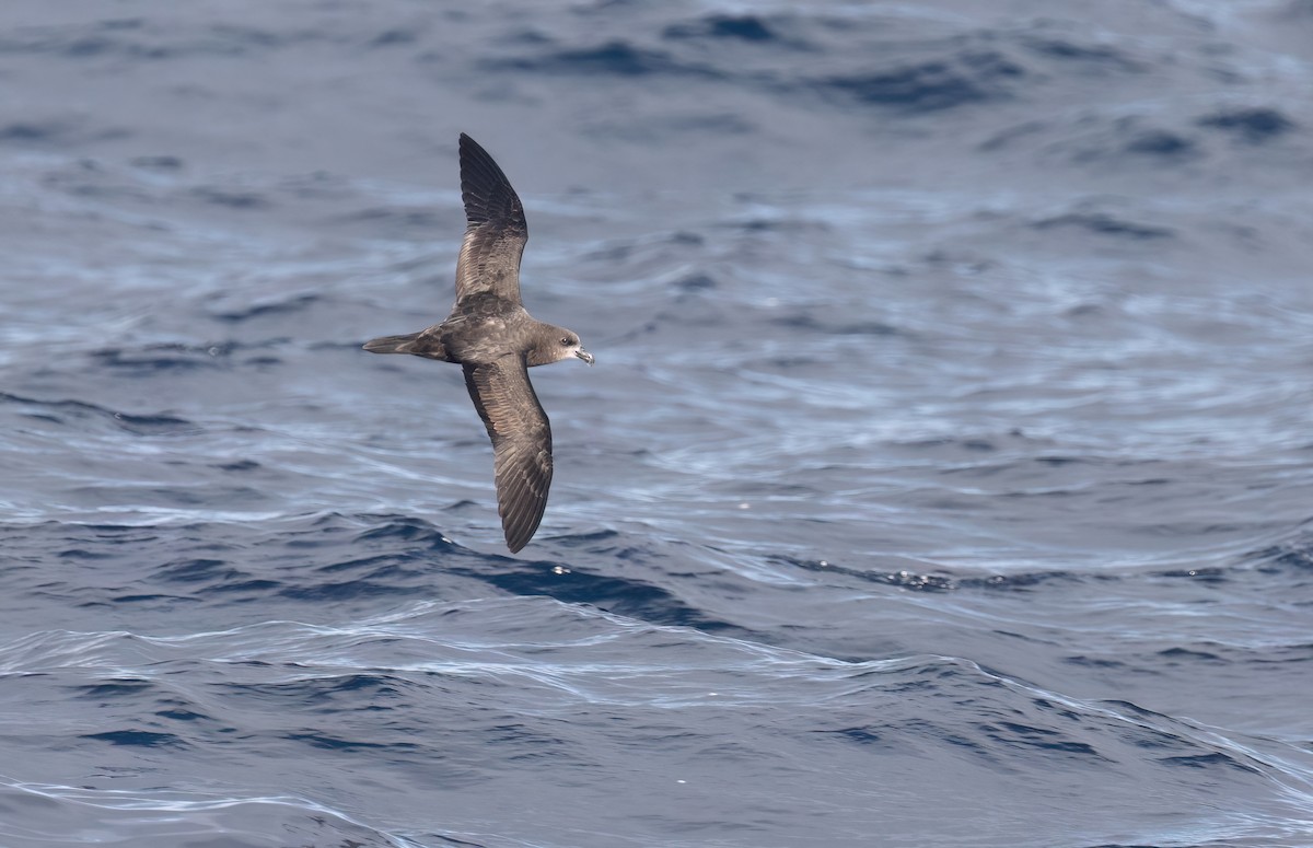 Gray-faced Petrel - ML638975284