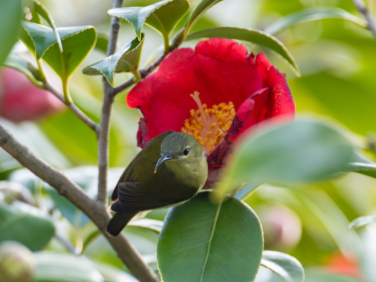 Fork-tailed Sunbird - ML638975310