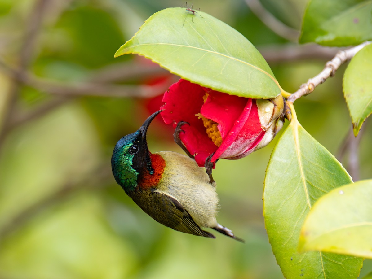 Fork-tailed Sunbird - ML638975311