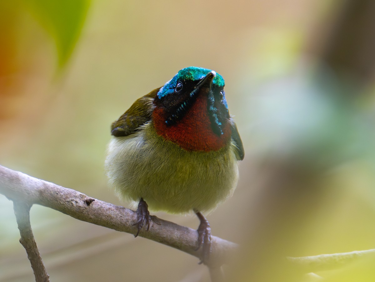 Fork-tailed Sunbird - ML638975312