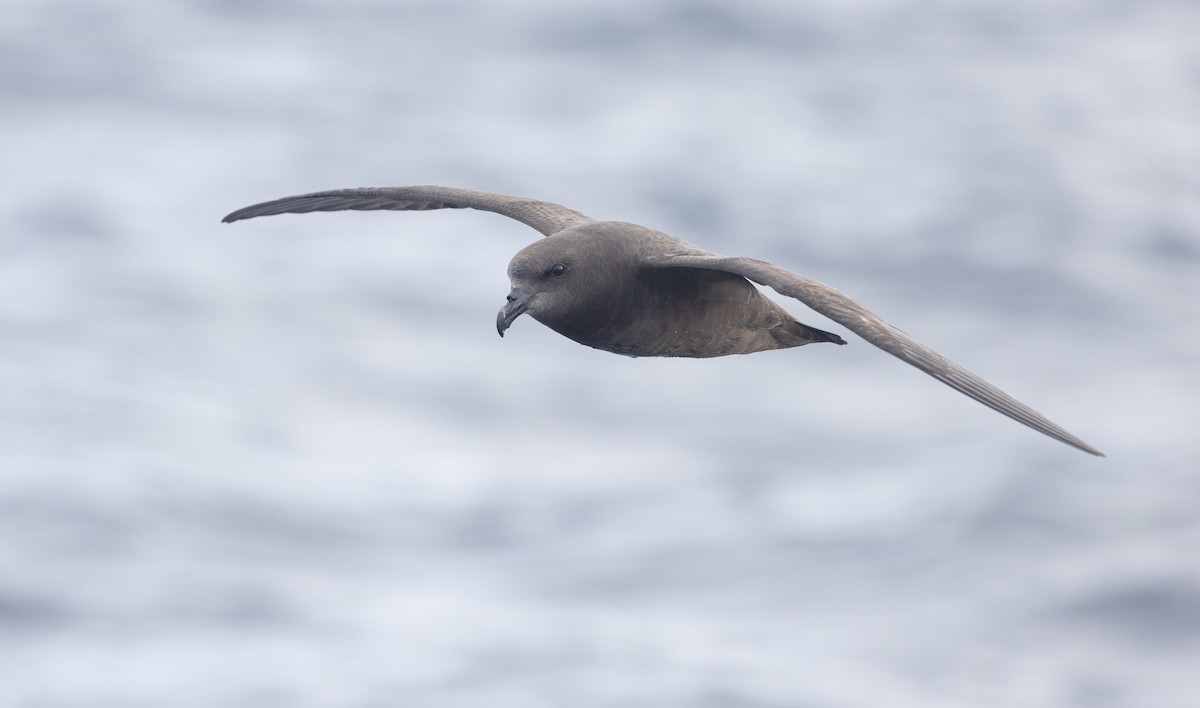 Great-winged Petrel - ML638975328