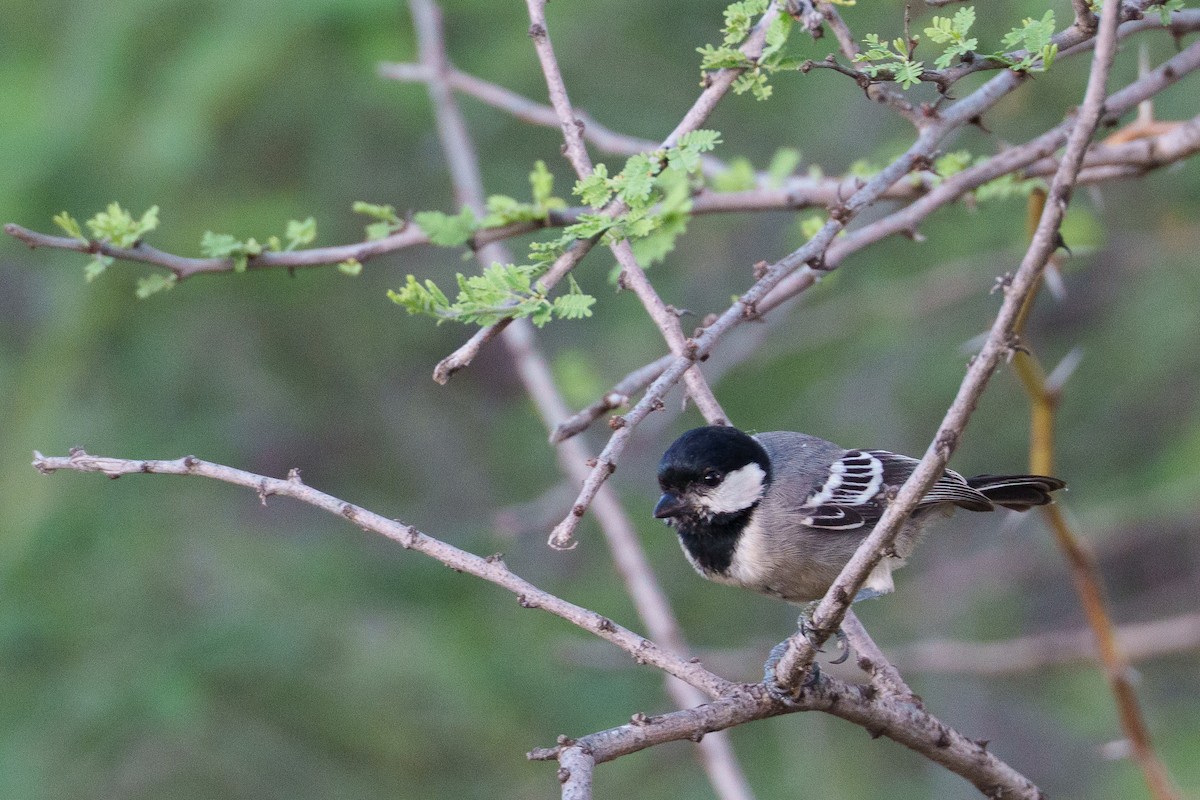 Somali Tit - ML638975330