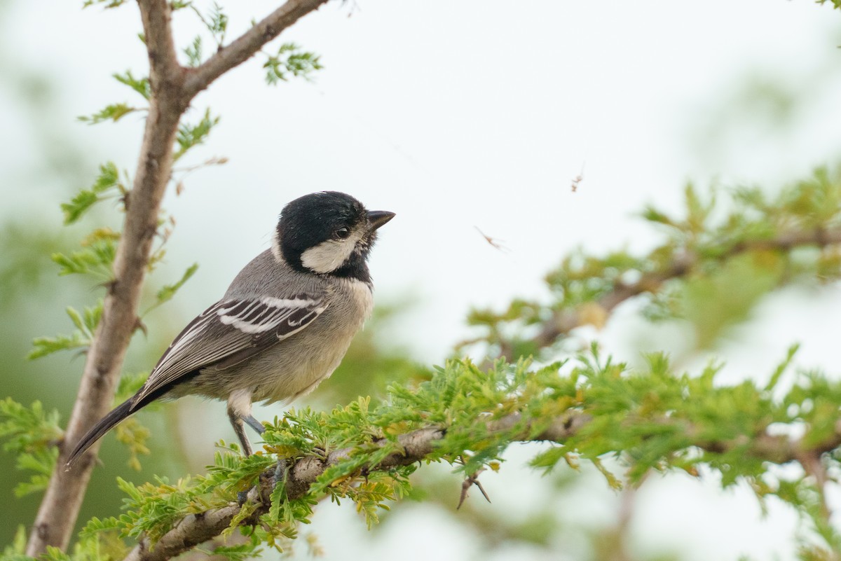 Somali Tit - ML638975332