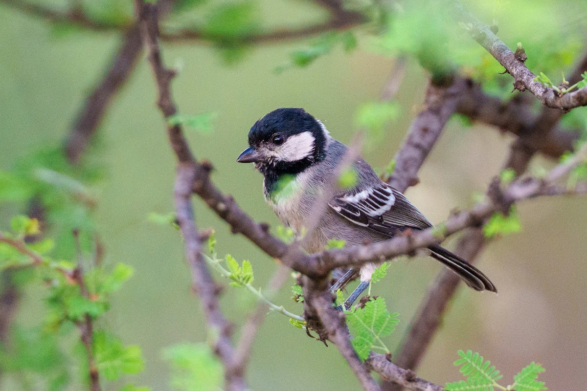 Somali Tit - ML638975333