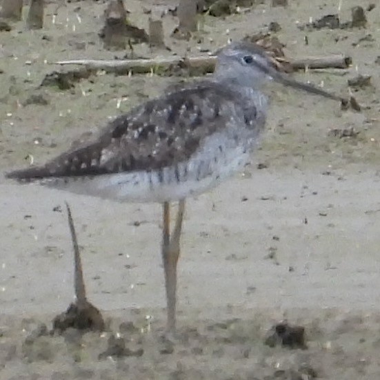 plystresnipe - ML638975338