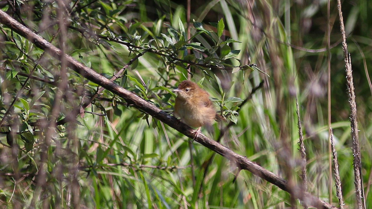 Grass Wren (Northern) - ML638975348