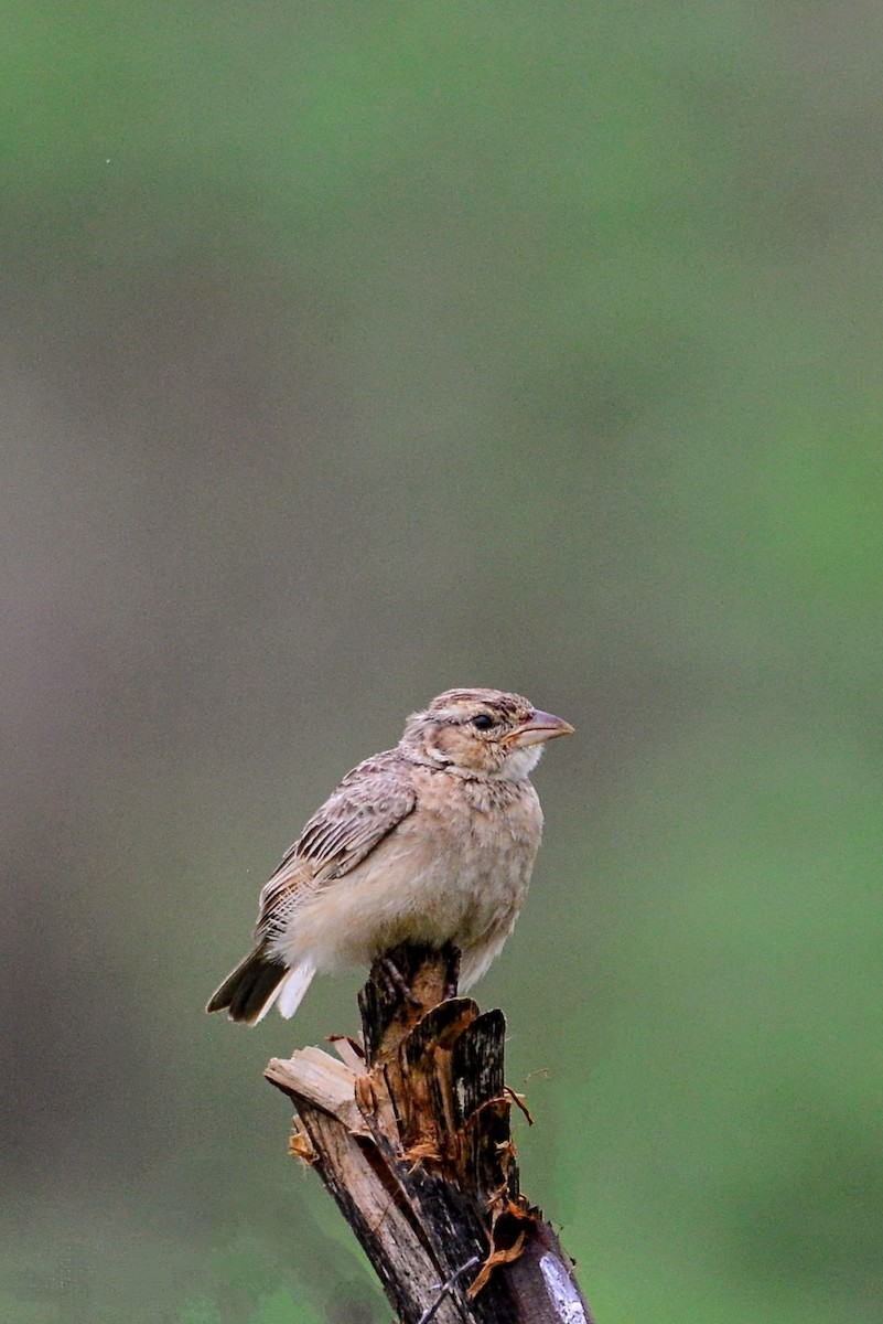 Singing Bushlark - ML638975362