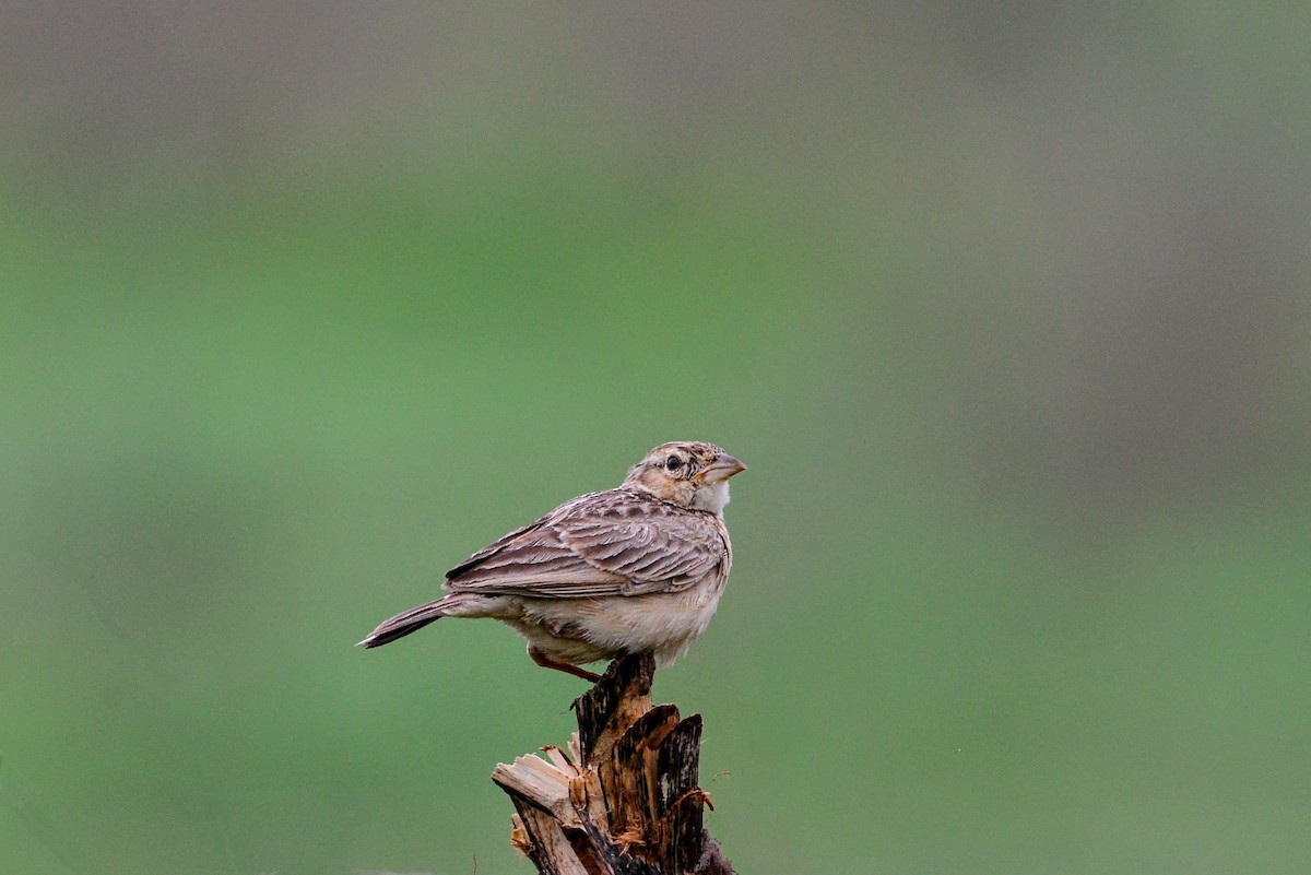 Singing Bushlark - ML638975363