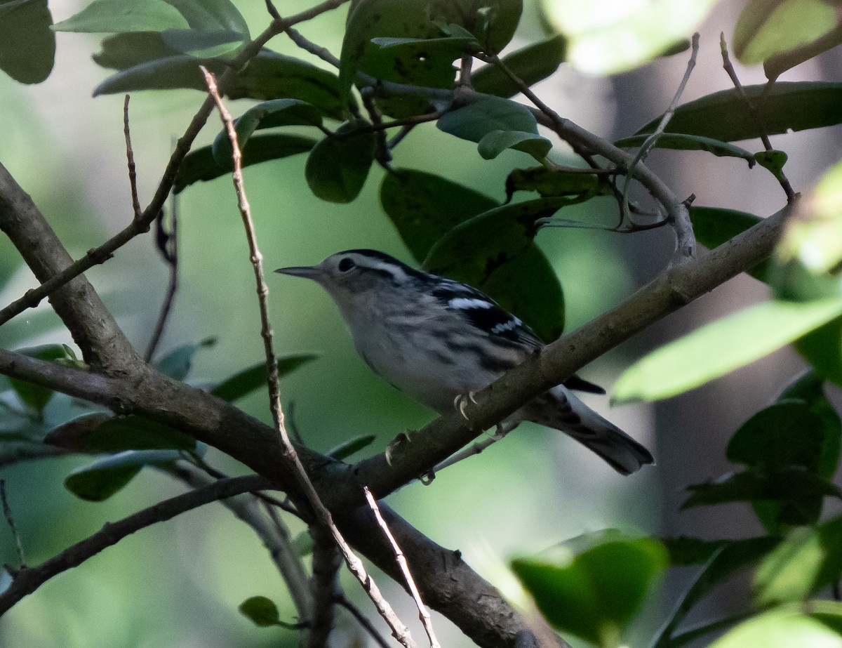 Black-and-white Warbler - ML638975376