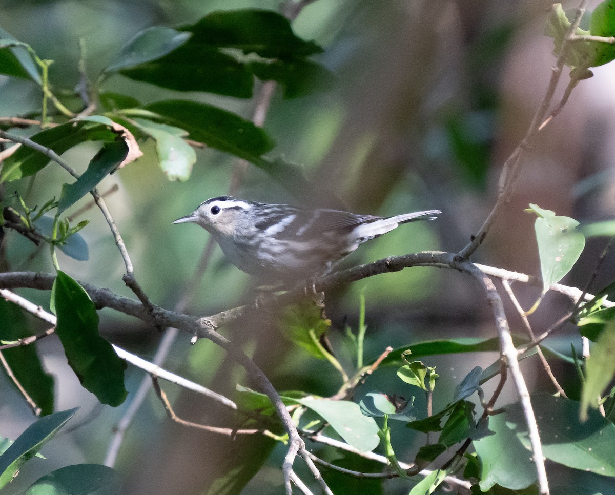 Black-and-white Warbler - ML638975377