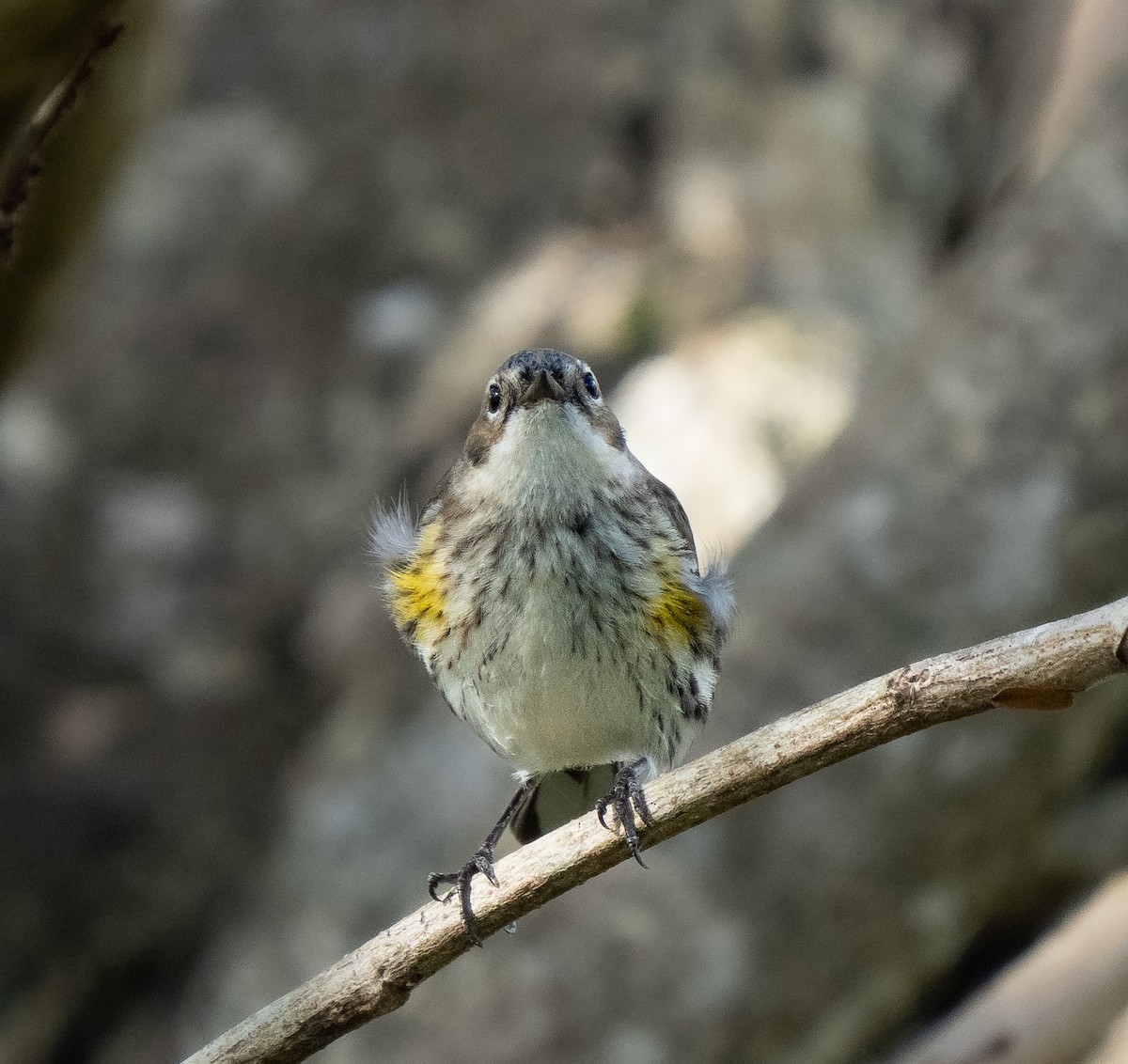 Yellow-rumped Warbler - ML638975378