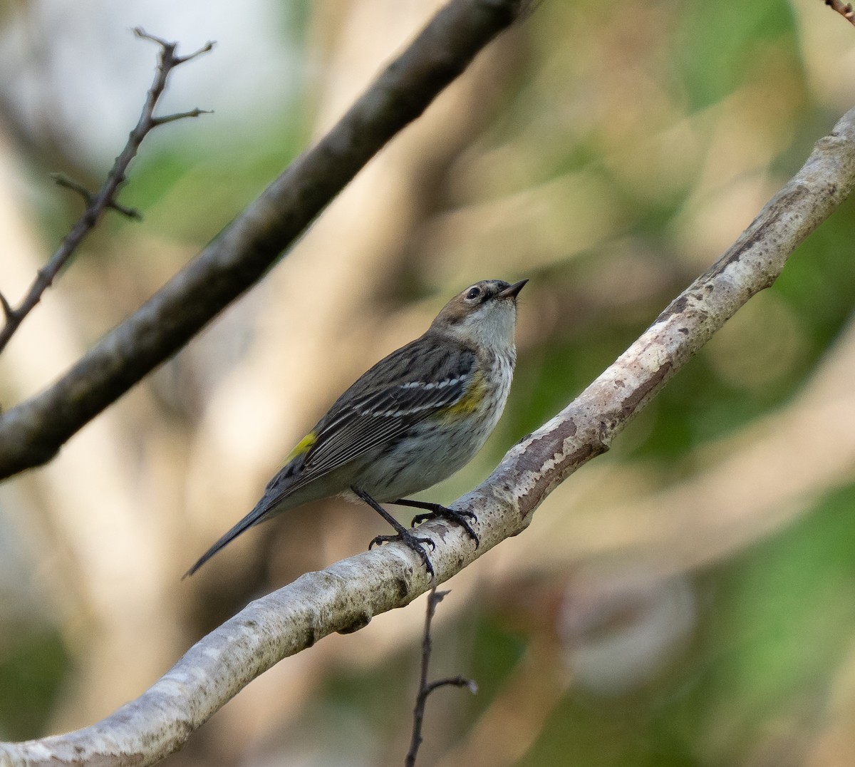 Yellow-rumped Warbler - ML638975380