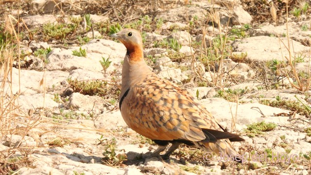 Black-bellied Sandgrouse - ML638975396