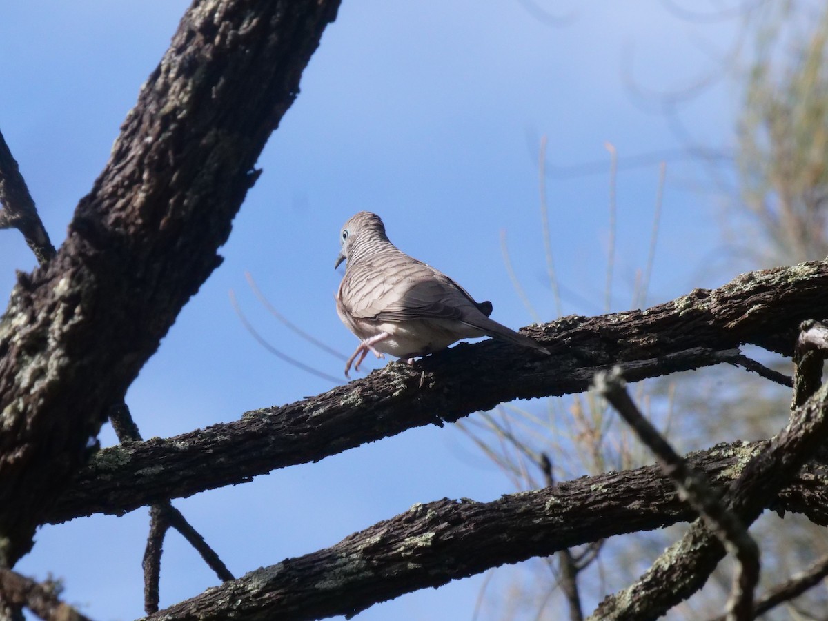 Peaceful Dove - ML638975438