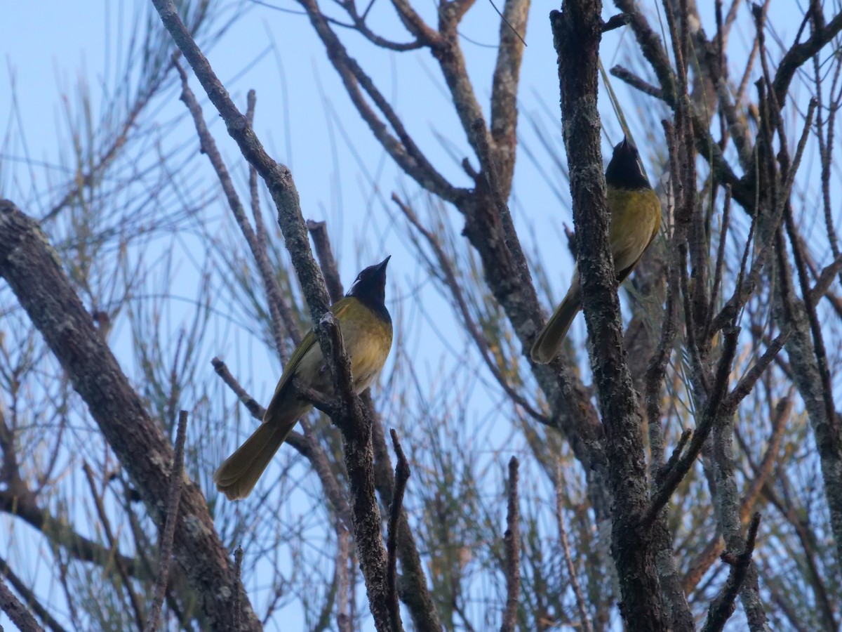 White-eared Honeyeater - ML638975452