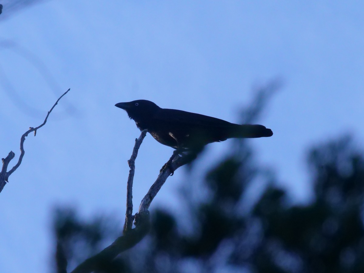 Torresian Crow - ML638975502