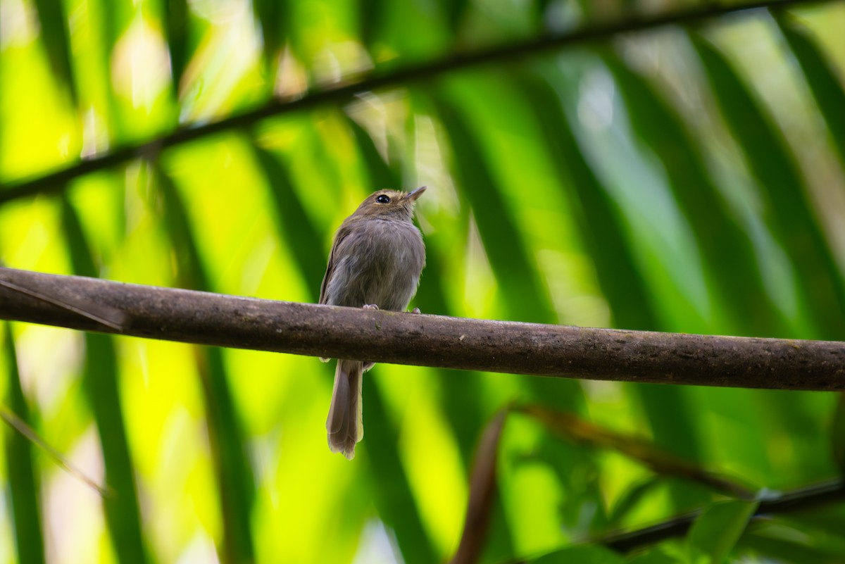 Drab-breasted Pygmy-Tyrant - ML638975542