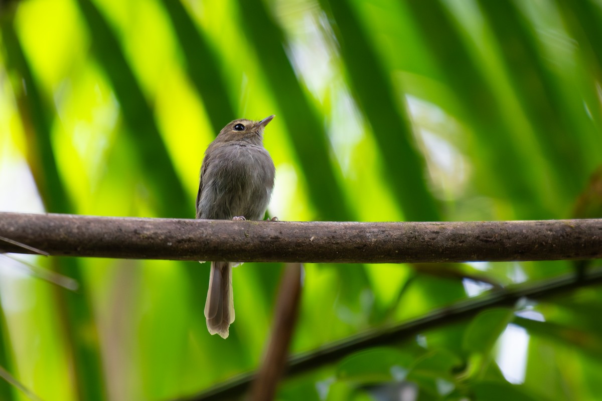 Drab-breasted Pygmy-Tyrant - ML638975543