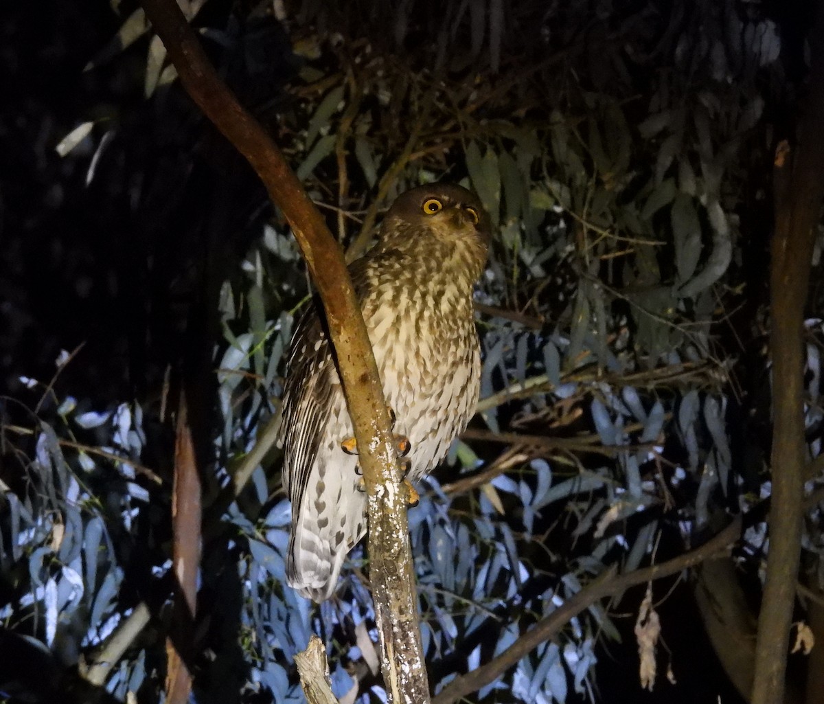 Barking Owl - ML638975544