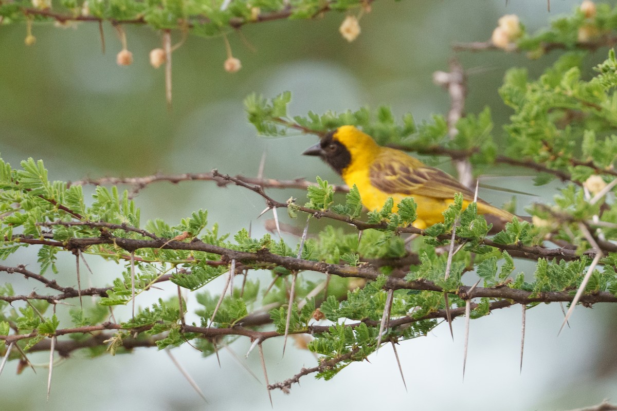 Little Weaver - ML638975546
