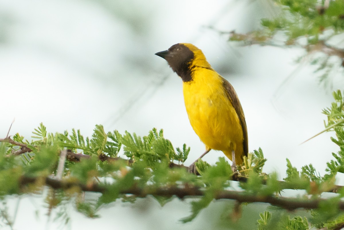 Little Weaver - ML638975547