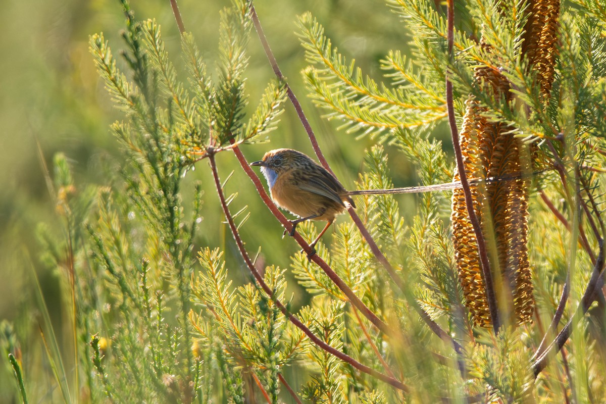 pokřováček vláknoocasý - ML638975565