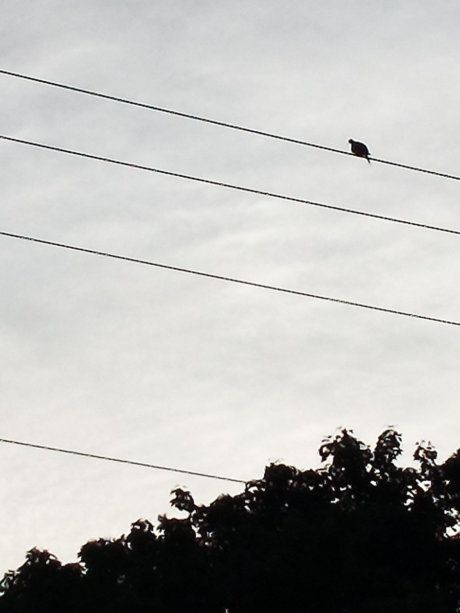Mourning Dove - ML638975596