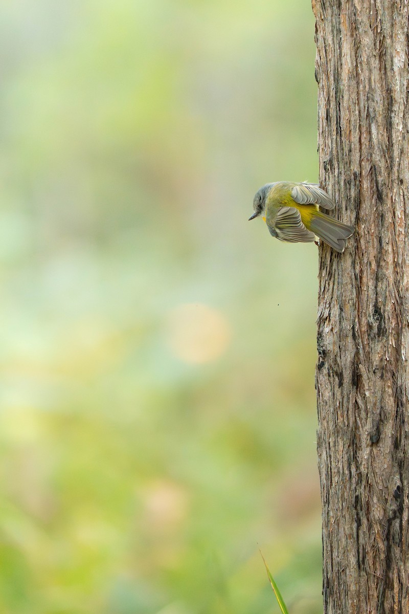 Eastern Yellow Robin - ML638975599