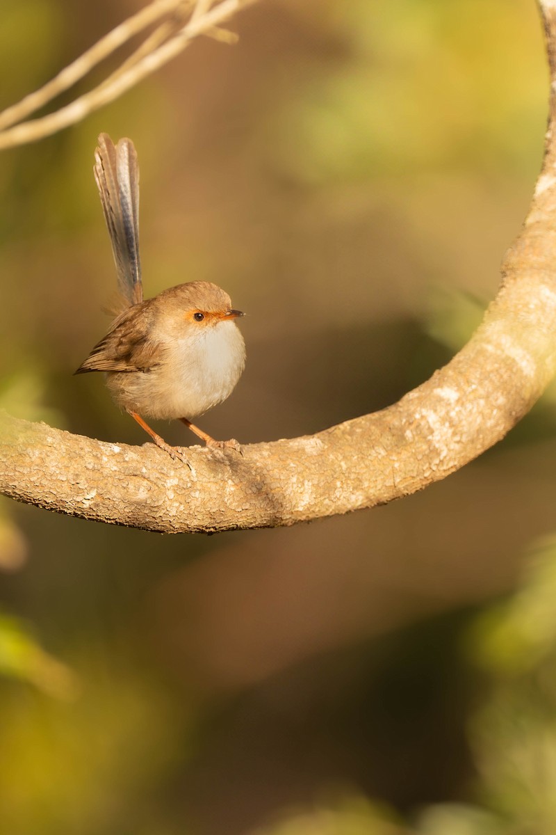 modropláštník nádherný - ML638975600