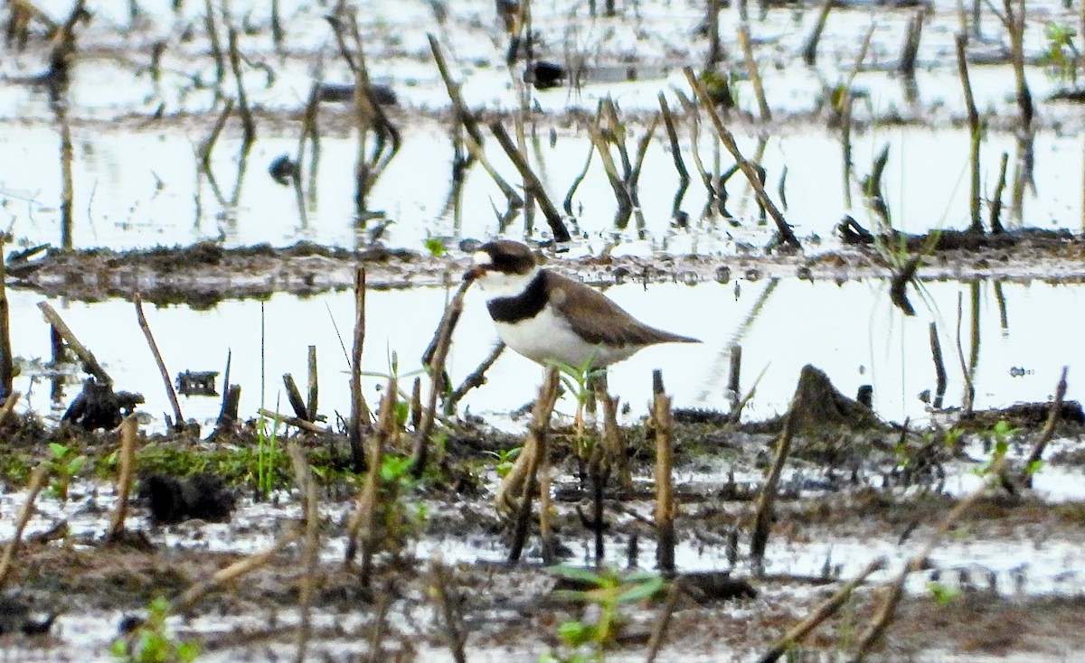 Semipalmated Plover - ML638975603
