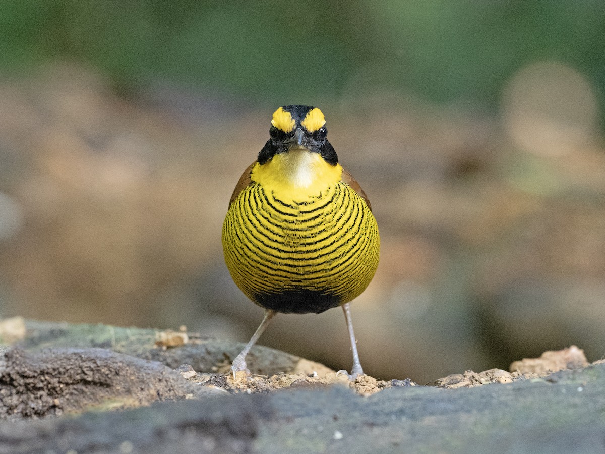 Bornean Banded-Pitta - ML638975611