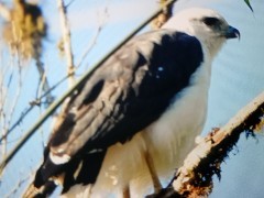 kuttevåk - ML638975612