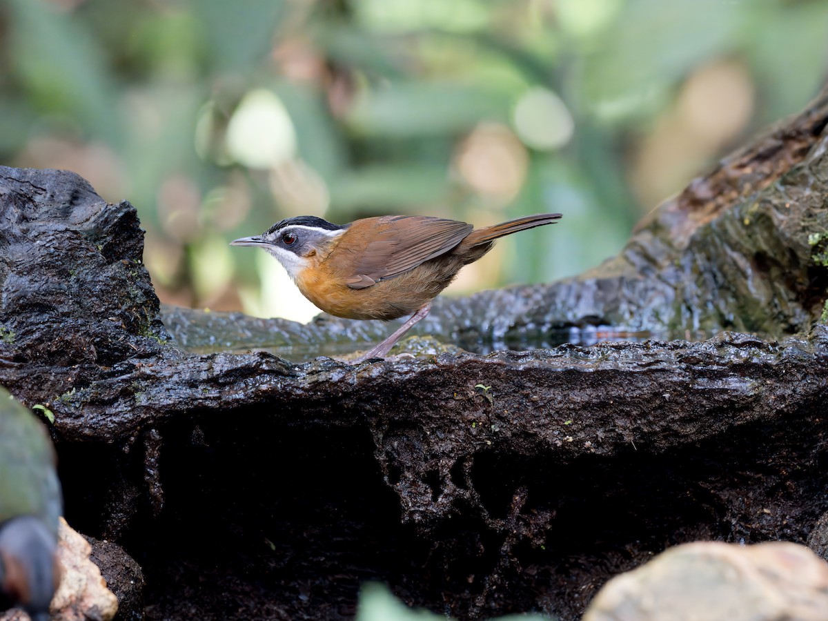 Bornean Black-capped Babbler - ML638975619