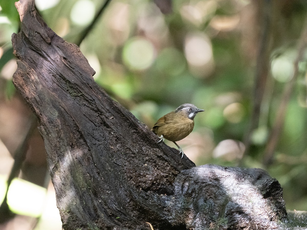 Gray-throated Babbler - ML638975623